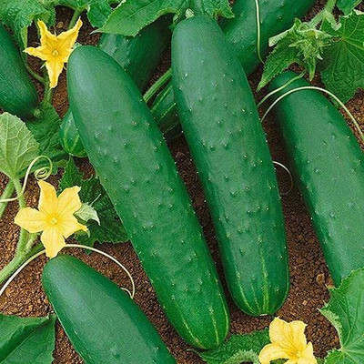VibeX NBIR-76 - Double Yield Cucumber Productive Slicer - (1350 Seeds) Seed(1350 per packet)