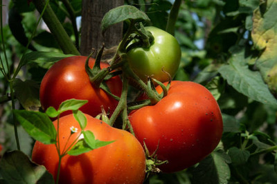 Epoojacart tomato Seed(140 per packet)