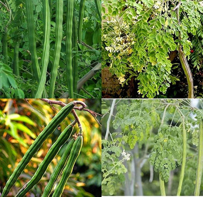 ibains Moringa seeds for home gardening bij 15 Seed(15 per packet)