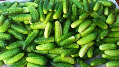 Qualtivate PUAS-2A Pickling Cucumber Open-Pollinated Seed(300 per packet)
