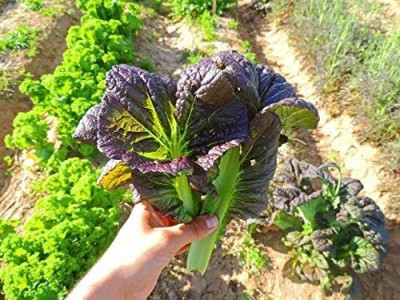 CYBEXIS NDIR-51 - Mustard Greens Osaka Purple - (250 Seeds) Seed(250 per packet)