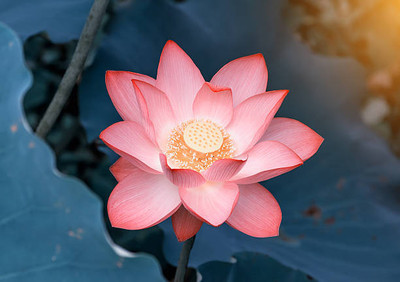 bloomaura lotus,kamal gatta Seed(10 per packet)