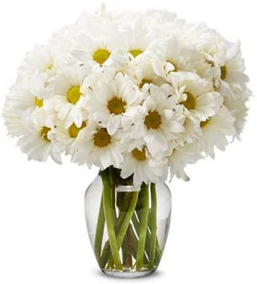 Mozette Exotic daisy white Seed(10 per packet)