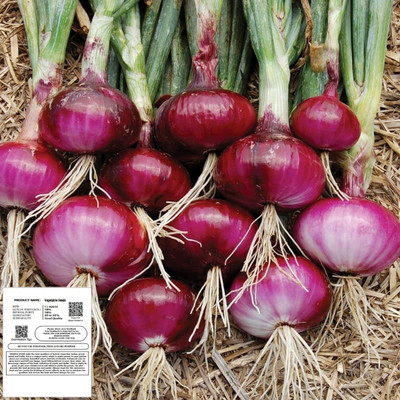 WILLVINE VNR -IX Aartika Onion (Research) [50g] Seed(30000 per packet)