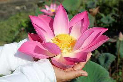 CARIBBEAN LOTUS SEEDS Seed(6 per packet)