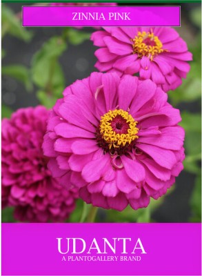 Udanta Flower Seeds- Zinnia Pink Pack of 30-40 Seeds For Gardening Seed(1 per packet)