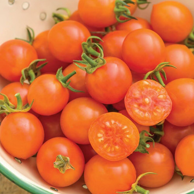 ibains Organic tomato seeds Seed(110 per packet)