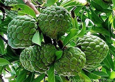 MAA Custard Apple, sitafal, sitaphal Seed(15 per packet)