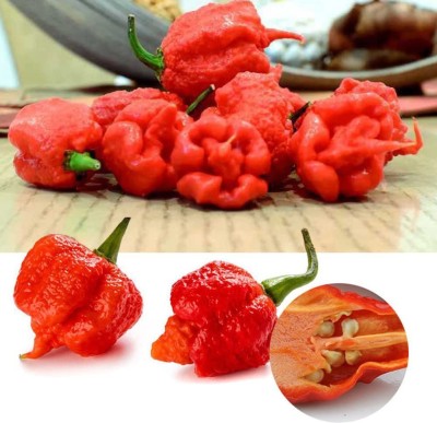 CYBEXIS Hybrid Rare Carolina Reaper Chilli Pepper Seeds1200 Seeds Seed(1200 per packet)