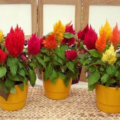 Lorvox COLORFUL Mixed CELOSIA Flower Seed(90 per packet)