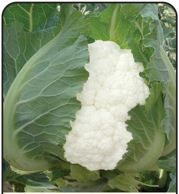 CYBEXIS Snowball-16 Cauliflower Variety2000 Seeds Seed(2000 per packet)