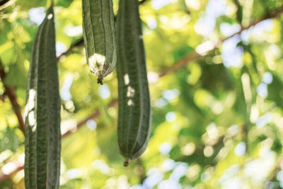 Aywal Ridge gourd (courge torchon) Seed(325 per packet)