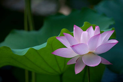 GOCROP lotus,kamal gatta Seed(14 per packet)