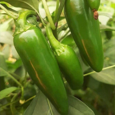 Quentova Jalapeno M Pepper-SWAT-9R Seed(100 per packet)