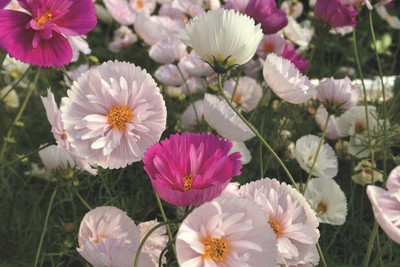 Quentova Cosmos Classic Cupcakes-6A-XII Seed(75 per packet)