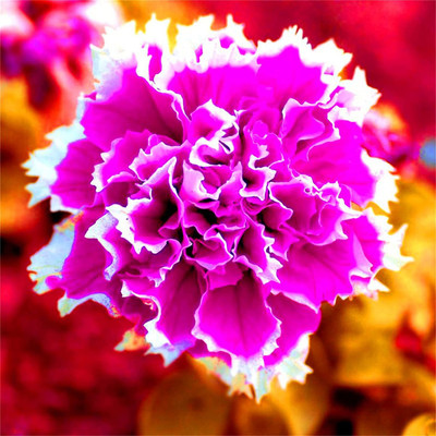 CYBEXIS ATS-50 - Rare Varieties Double Petals Petunia Mixed Color - (180 Seeds) Seed(180 per packet)