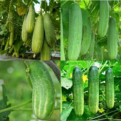 ibains Cucumber plant seeds Kakari sosa seeds pack of 20 Seed(20 per packet)