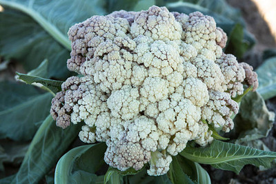 RnB white cauliflower,gobhee seeds Seed(35 per packet)
