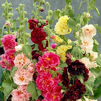 Aywal Hollyhock Double Mix Seed(70 per packet)