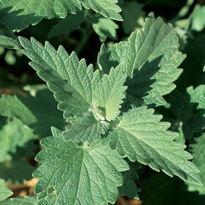 CYBEXIS VXI-70 - Catnip - (4500 Seeds) Seed(4500 per packet)
