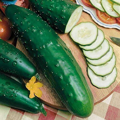 Qualtivate HYB-6A Select Slicer Hybrid Cucumber Seeds Seed(300 per packet)