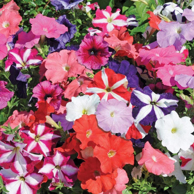 CYBEXIS PUAS-77 - Petunia Unicum Mix F5 - (60 Seeds) Seed(60 per packet)