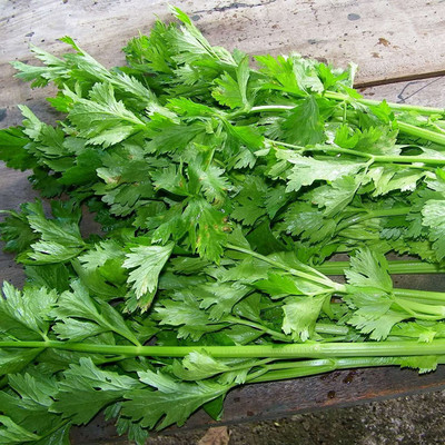 CYBEXIS XL-97 - Chinese Cutting Celery - (250 Seeds) Seed(250 per packet)