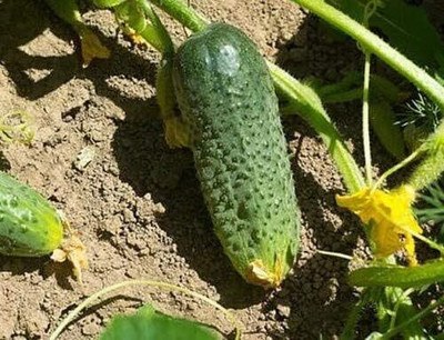 KNESSiN Cucumber Zefir Pickling Seed(500 per packet)