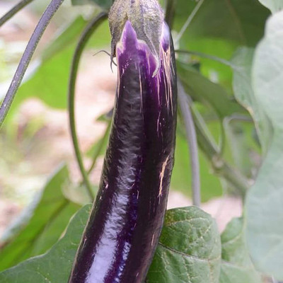 CYBEXIS Brinjal Long Seeds Eggplant Seeds2400 Seeds Seed(2400 per packet)