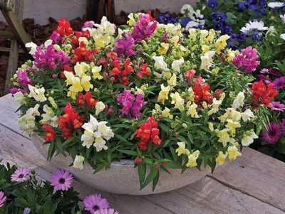CRGO ANTIRRHINUM Seed(40 per packet)