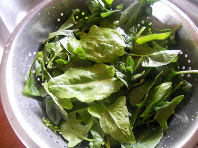 KNESSiN RUMEX ACETOSA Spinach Seed(500 per packet)