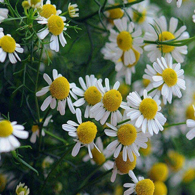 CYBEXIS LX-47 - Roman Chamomile Anthemis nobilis - (250 Seeds) Seed(250 per packet)