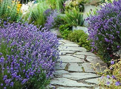 CYBEXIS LX-30 - Blue English Lavender - (250 Seeds) Seed(250 per packet)