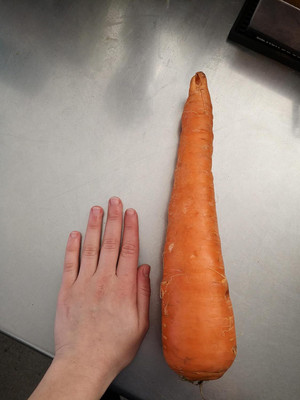 DIVINE CARROT Seed(80 per packet)