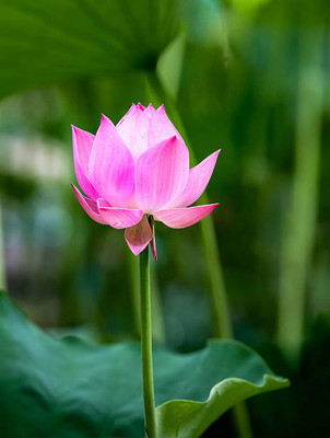 Harsh Impex lotus,kamal gatta Seed(11 per packet)