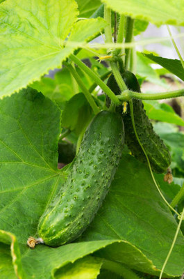 AFARTIOBINA 125 Pc Cucumber Seeds Seed(125 per packet)
