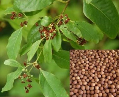 wequality sandalwood tree seeds/white sandalwood tree seed/shreegandha tree seeds Seed(35 per packet)