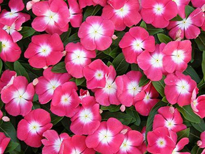 Aywal Vinca Deep Red/ Sadabahar Seed(60 per packet)
