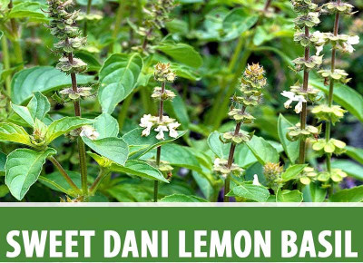 Qualtivate LXI-10 Sweet Dani Lemon Basil Seed Seed(1000 per packet)