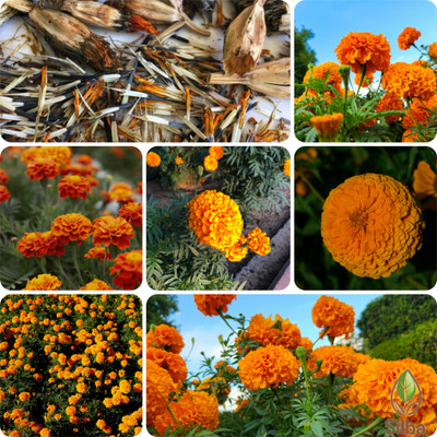 Silba Marigold Seeds, Genda Phool, Genda Beej Seed(450 per packet)