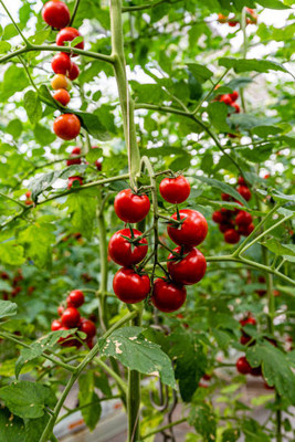 Dasstore tomato Seed(120 per packet)