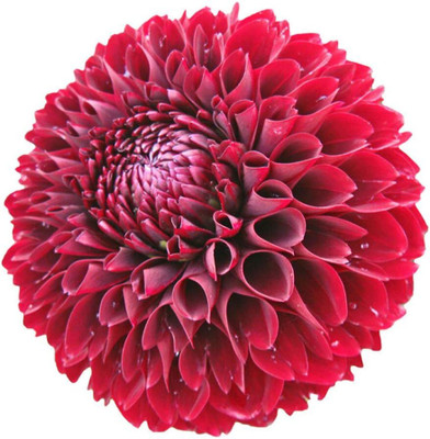 LPR DAHLIA Seed(5 per packet)