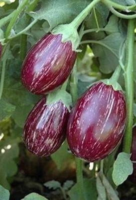 LPR BRINJAL SEEDS Seed(200 per packet)