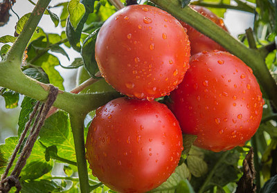 sabuja tomato Seed(105 per packet)