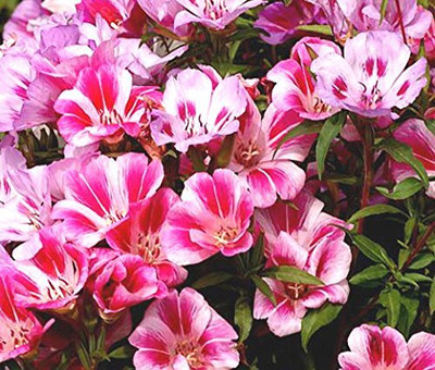 Lorvox Clarkia Elegance Double mixed flower Seed(85 per packet)