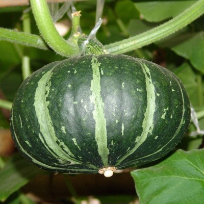 CYBEXIS Hybrid Pumpkin Seeds Spherical Dark Green Squash100 Seeds Seed(100 per packet)