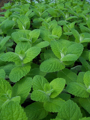 VibeX LX-13 - Apple Mint - (150 Seeds) Seed(150 per packet)