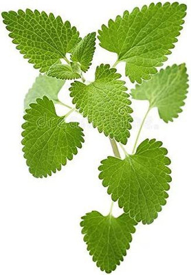 CYBEXIS HUA-99 - Catnip - (4500 Seeds) Seed(4500 per packet)