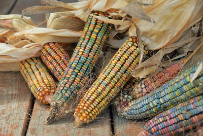 Qualtivate HUA-618 Multicolor Glass Gem Flint Corn Seed(500 per packet)