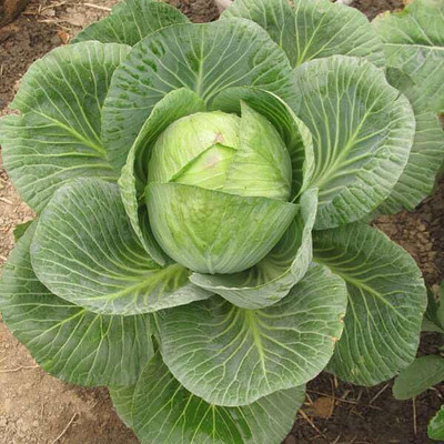 WILLVINE PUSA -II K1 Hybrid Cabbage Seeds [50g] Seed(15000 per packet)